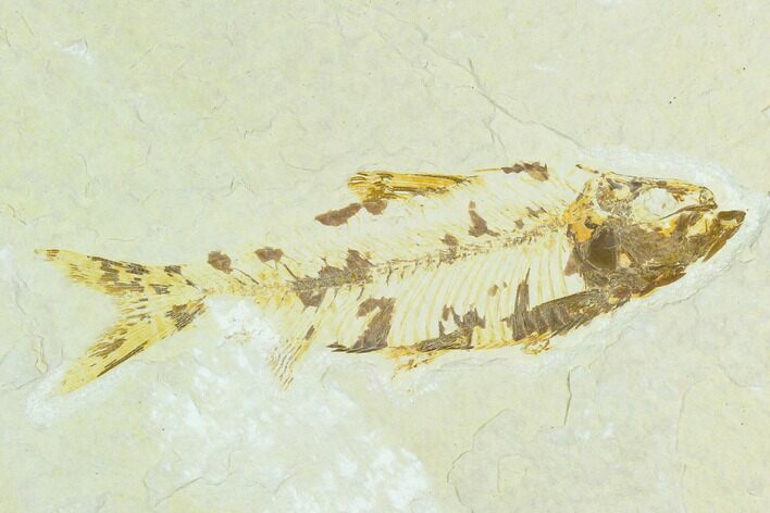 Bargain, Fossil Fish (Knightia) - Wyoming #126508